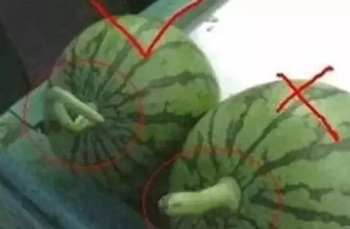 娱乐吃瓜名字叫什么