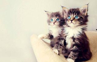 娱乐吃瓜酱猫咪视频大全,吃瓜酱视频大全欢乐盘点