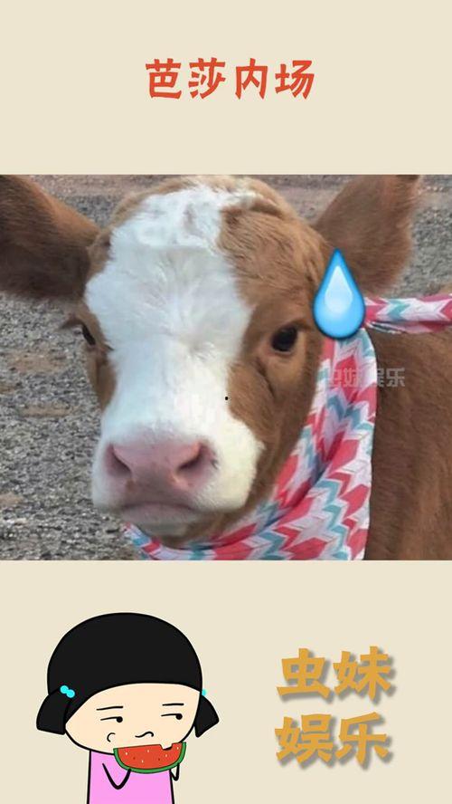 娱乐吃瓜酱动物