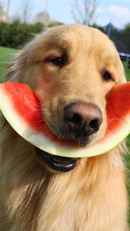 娱乐吃瓜酱狗,揭秘娱乐圈背后的趣味故事