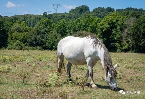 喂驴打一嘴巴子吃瓜娱乐,一场意外的网络狂欢